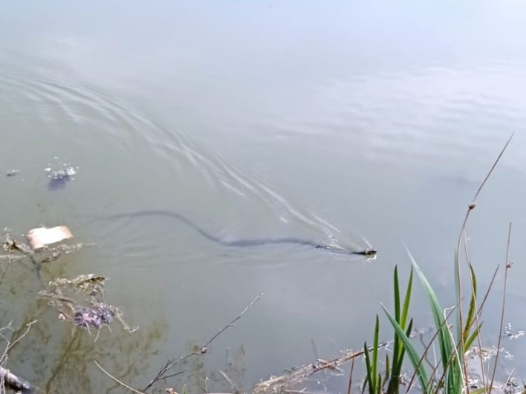 Tonteich Bülzig angeln