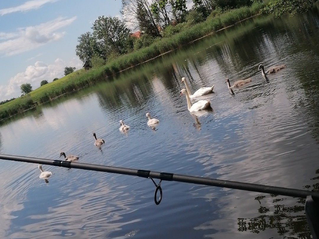 Oberer Weiher (Eintürnen) angeln