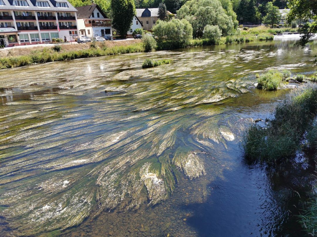 Saale (Ziegenrück) angeln