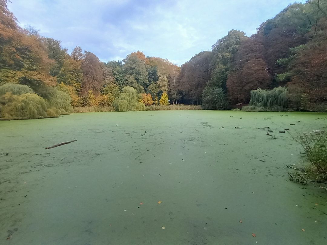 Salz-Teich (Bad Oldesloe) angeln