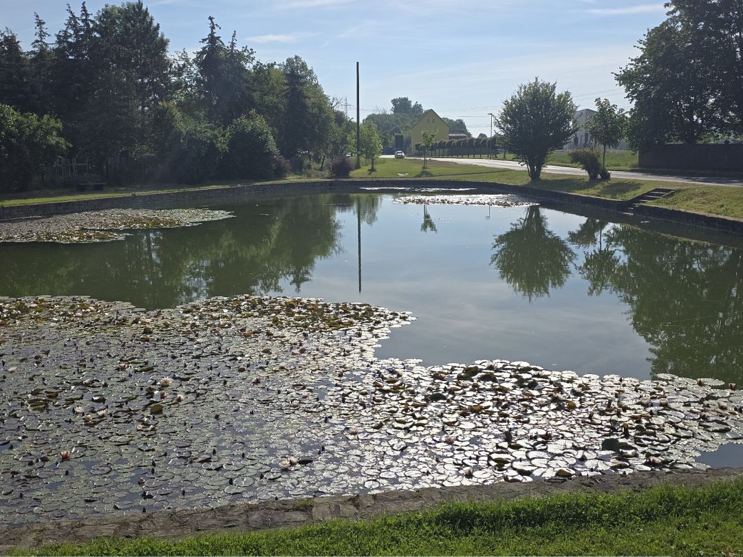 Dorfteich Oberwünsch angeln