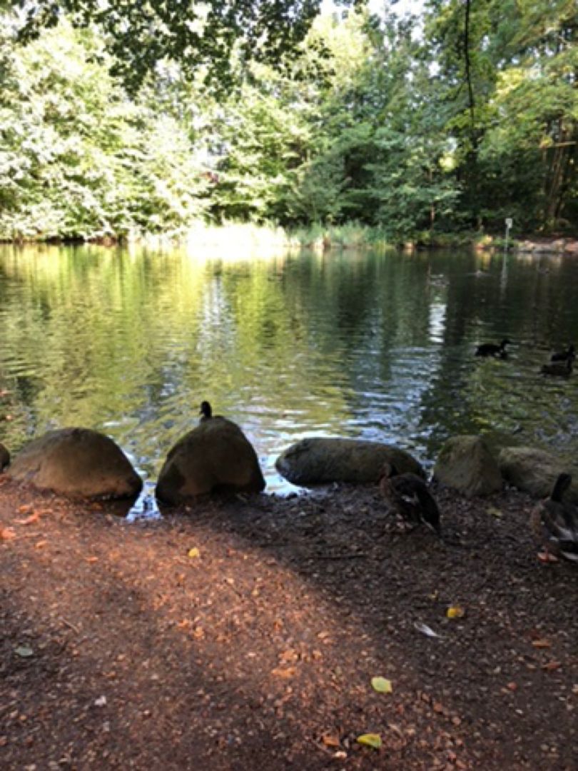 Stadtparkteich Kellinghusen angeln