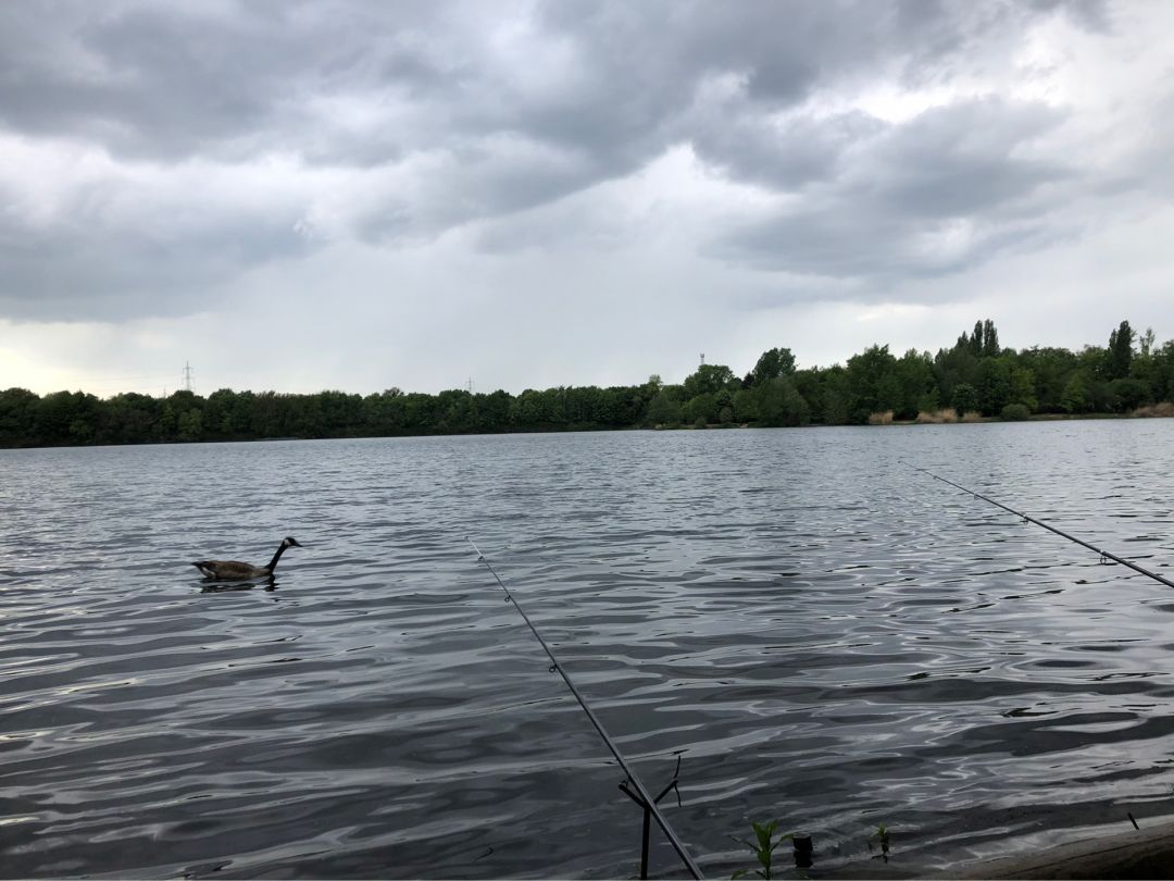 Schilfsee (Troisdorf) angeln