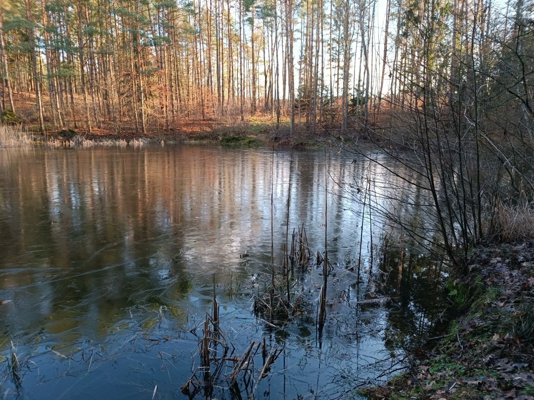 Waldteich (Faßberg) angeln