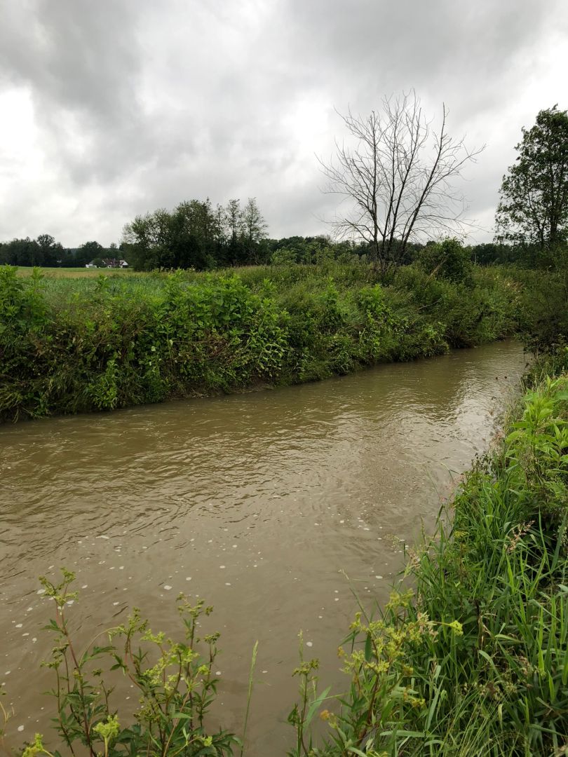 Altbach-Kanal (Velden) angeln