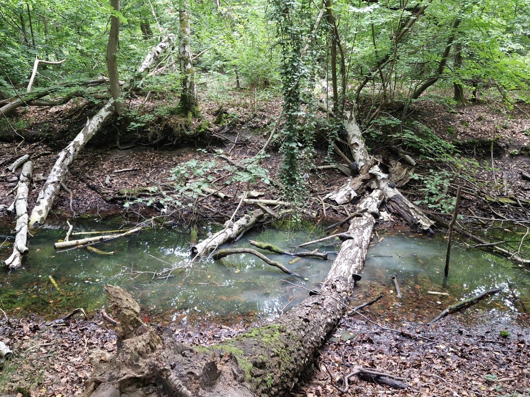 Weiher Brieselang angeln